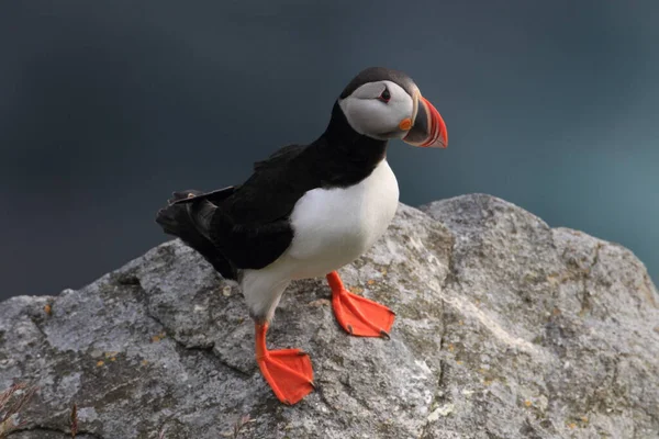 Papageitaucher Oder Papageitaucher Fratercula Arctica Norwegen — Stockfoto