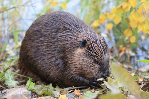 Castor Amérique Nord Castor Canadensis Mangeant Alaska Usa — Photo