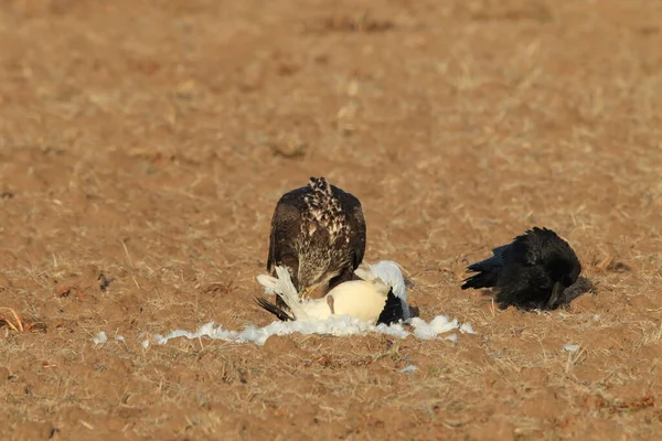 Young Bald Eagle Eats Snow Goose Bosque Del Apache National — Stock Photo, Image