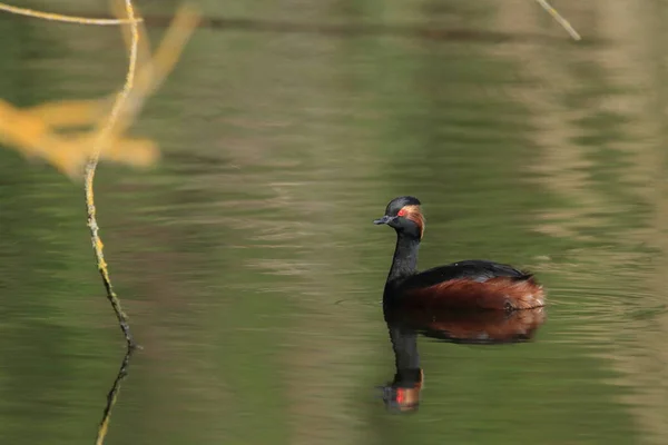 Black Necked Grebe Podiceps Nigricollis Baden Wuerttemberg Alemanha — Fotografia de Stock