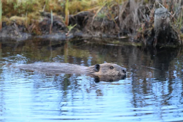 Κάστορας Της Βόρειας Αμερικής Castor Canadensis Αλάσκα Ηπα — Φωτογραφία Αρχείου