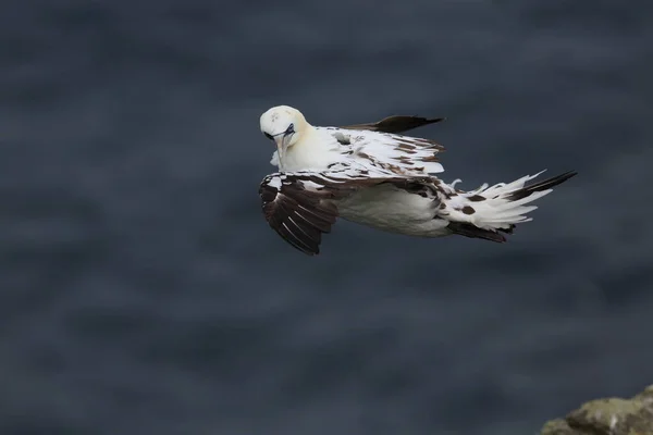 Gannet Nord Morus Bassanus Île Runde Norvège — Photo