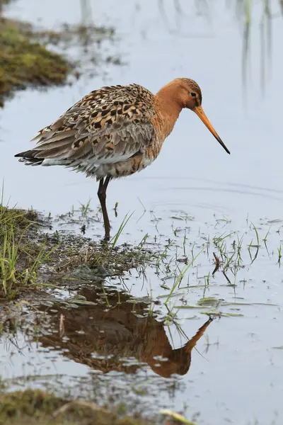 Black Tailed Godwit Limosa Limosa Iceland — Stock Photo, Image