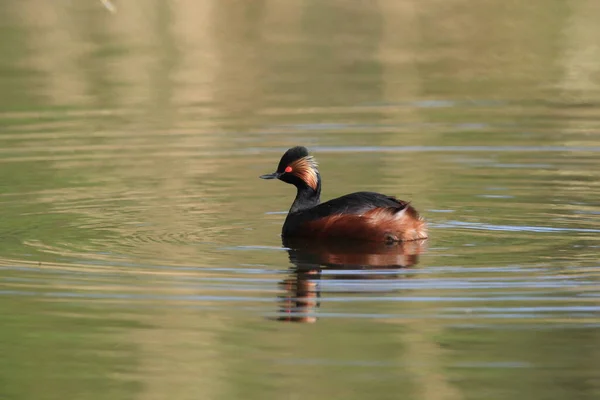 Black Necked Grebe Podiceps Nigricollis Baden Wuerttemberg Alemanha — Fotografia de Stock