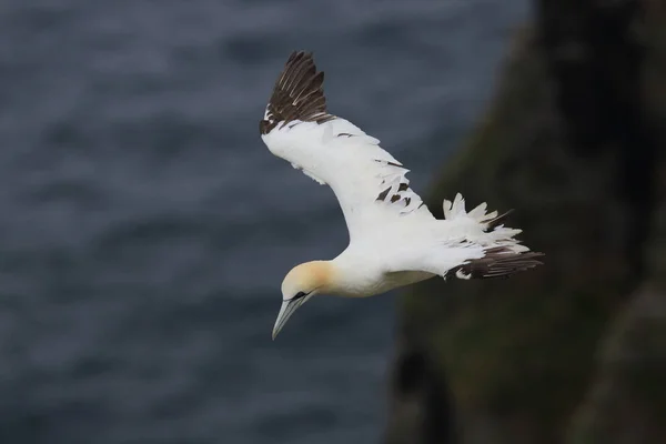 北Gannet Morus Bassanus 岛挪威Runde — 图库照片