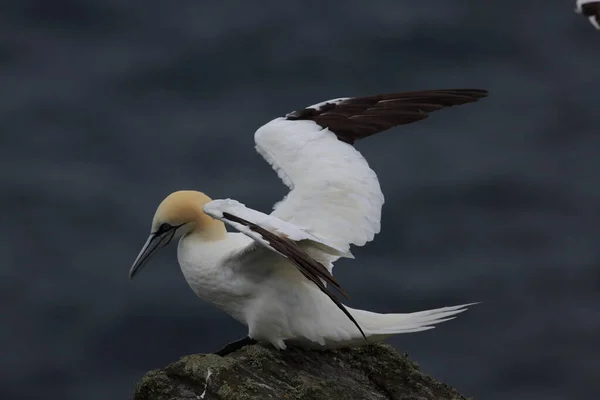 Nördliche Gannet Morus Bassanus Insel Runde Norwegen — Stockfoto