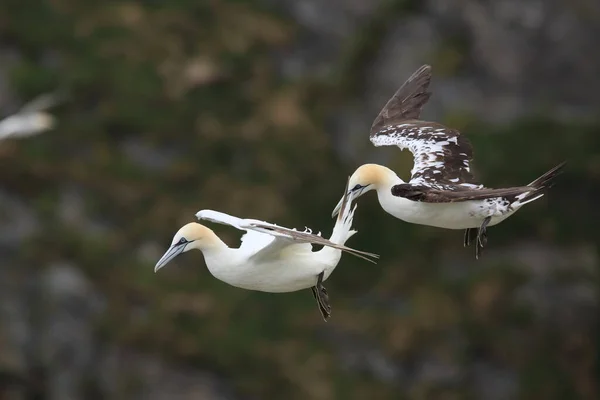 北Gannet Morus Bassanus 岛挪威Runde — 图库照片