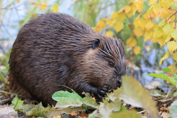 Κάστορας Της Βόρειας Αμερικής Castor Canadensis Φαγητό Αλάσκα Ηπα — Φωτογραφία Αρχείου