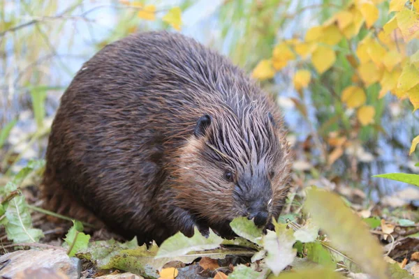 Nordamerikanischer Biber Castor Canadensis Beim Fressen Alaska Usa — Stockfoto