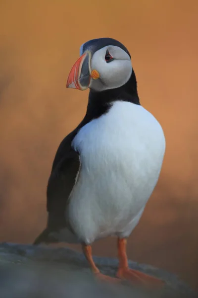 Macareux Moine Macareux Moine Fratercula Arctica Norvège — Photo