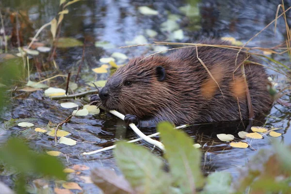 Beaver Norte Americano Castor Canadensis Comendo Alaska Eua — Fotografia de Stock