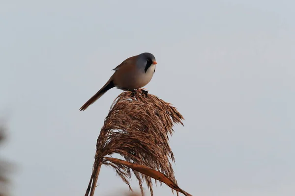 Reedling Barbudo Tit Barbudo Panurus Biarmicus Baden Wuerttemberg Alemania — Foto de Stock