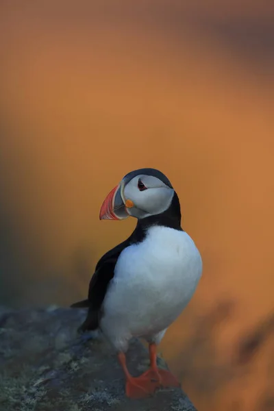 Puffin Atlântico Puffin Comum Fratercula Arctica Noruega — Fotografia de Stock