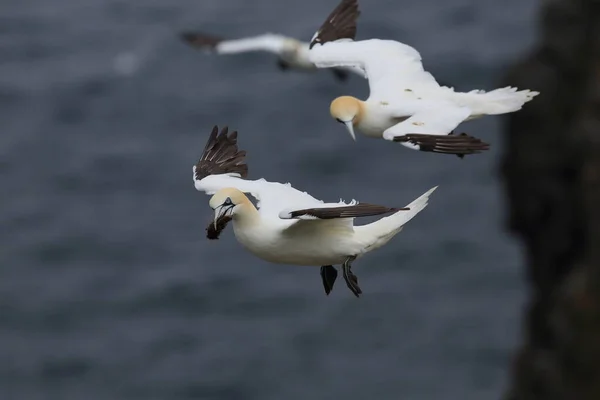 Gannet Septentrional Morus Bassanus Runde Noruega — Foto de Stock