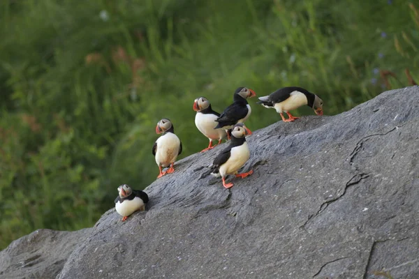 Atlantic Puffin Common Puffin Fratercula Arp Org Norway — 图库照片