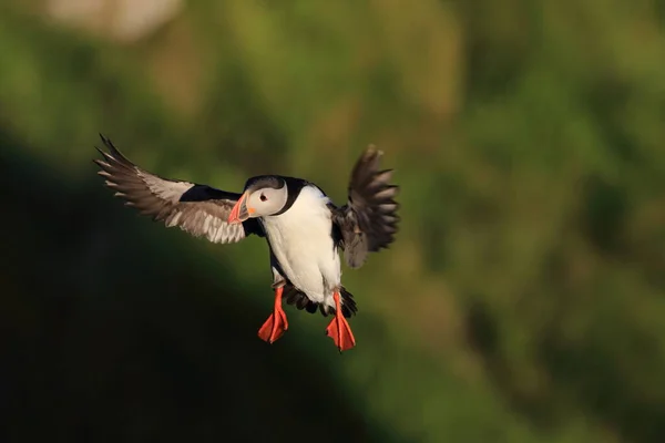 Atlantic Puffin Common Puffin Fratercula Arctica Νορβηγία — Φωτογραφία Αρχείου