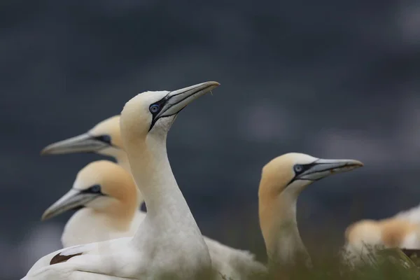 Nördliche Gannet Morus Bassanus Insel Runde Norwegen — Stockfoto