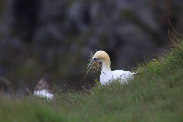 Nördliche Gannet Morus Bassanus Insel Runde Norwegen — Stockfoto