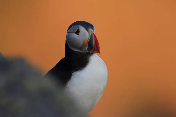 Puffin Obecný Nebo Puffin Obecný Fratercula Arctica Norsko — Stock fotografie