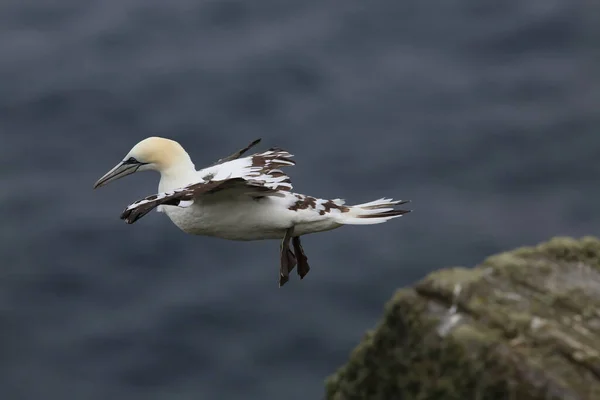 Gannet Septentrional Morus Bassanus Runde Noruega — Foto de Stock