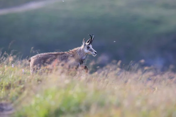 法国Vosges山自然栖息地的Chamois Rupicapra Rupicapra — 图库照片