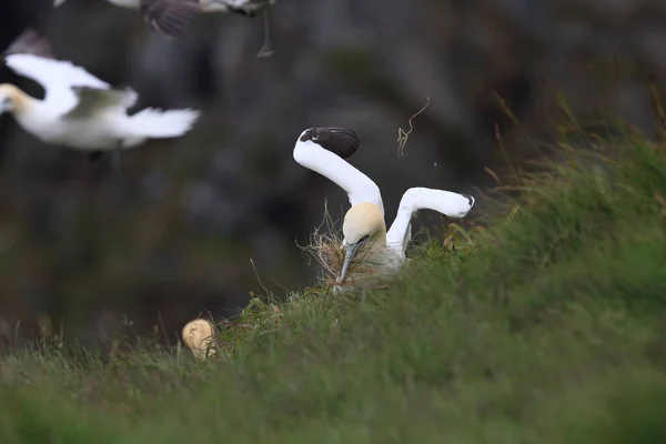 Nördliche Gannet Morus Bassanus Insel Runde Norwegen — Stockfoto