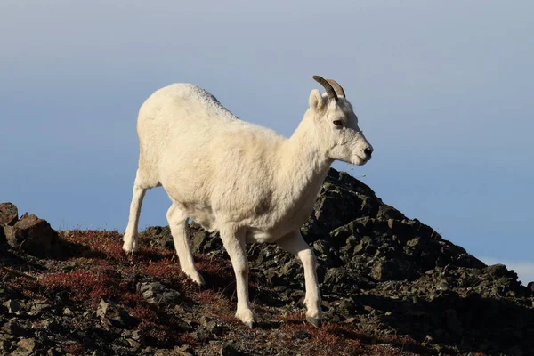Dalls Sheep Ewe Ovis Dalli Denali National Park Alaska — 스톡 사진
