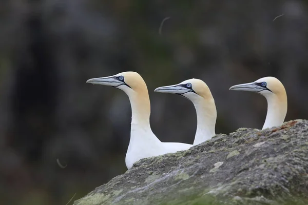 Northern Gannet Morus Bassanus Isola Runde Norvegia — Foto Stock