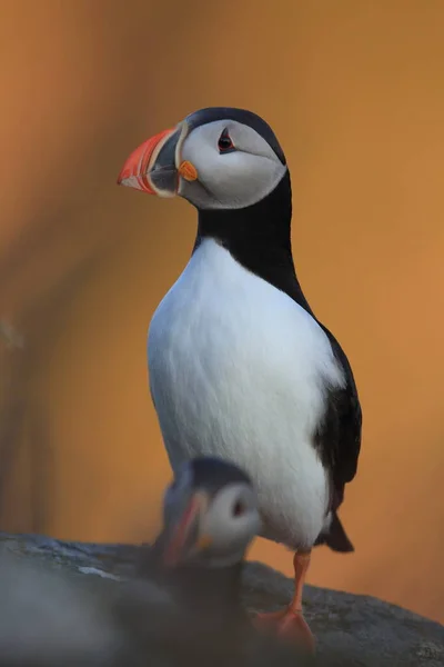 Puffin Atlântico Puffin Comum Fratercula Arctica Noruega — Fotografia de Stock