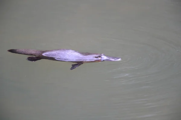 Ein Schnabeltier Schwimmt Einem Bach Eungella Nationalpark Queensland Australien — Stockfoto