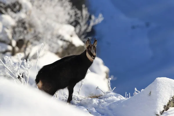 Chamois Rupicapra Rupicapra Зимові Гори Вогес Франція — стокове фото