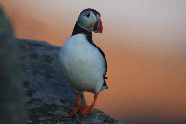 Puffin Atlântico Puffin Comum Fratercula Arctica Noruega — Fotografia de Stock