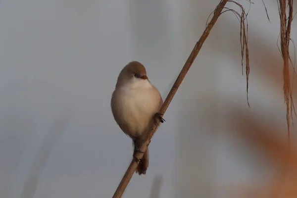 Bearded Reedling Bearded Tit Panurus Biarmicus Baden Wuerttemberg Germany — Photo