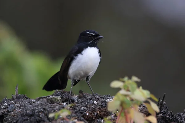 Willie Wagtail Rhipidura Leucophrys Australia — стокове фото