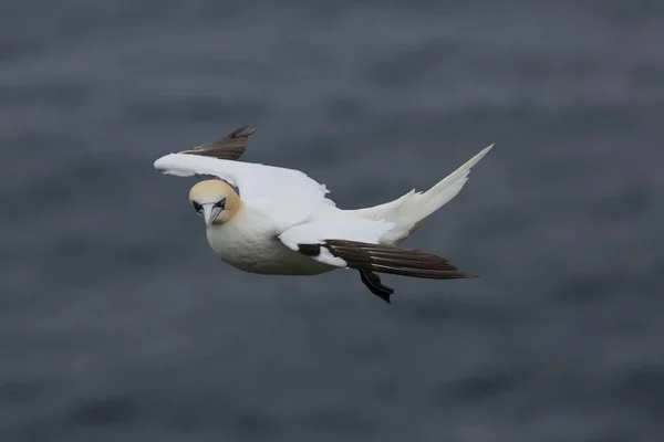 Gannet Septentrional Morus Bassanus Runde Noruega — Foto de Stock