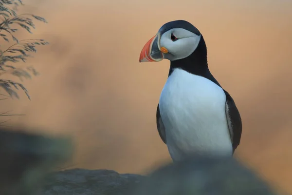 Papageitaucher Oder Papageitaucher Fratercula Arctica Norwegen — Stockfoto