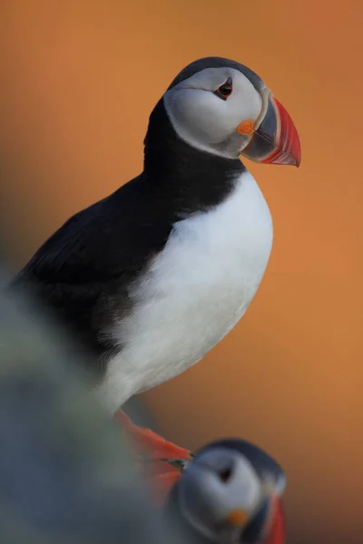 Puffin Atlântico Puffin Comum Fratercula Arctica Noruega — Fotografia de Stock