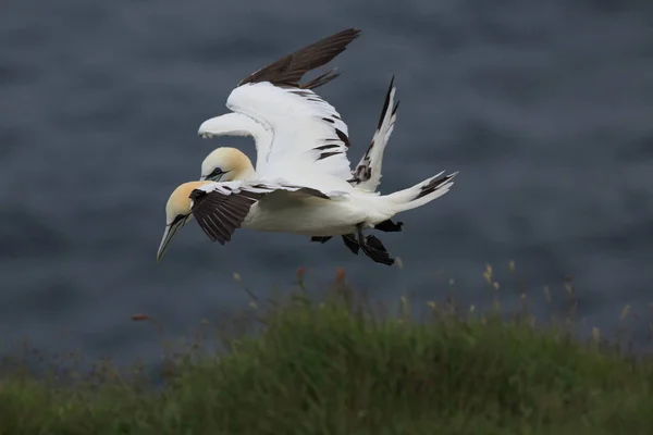 Nördliche Gannet Morus Bassanus Insel Runde Norwegen — Stockfoto