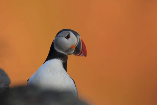 Puffin Atlântico Puffin Comum Fratercula Arctica Noruega — Fotografia de Stock