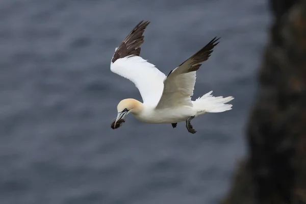 Northern Gannet Morus Bassanus Øen Runde Norge - Stock-foto