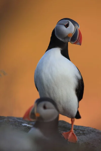 Puffin Obecný Nebo Puffin Obecný Fratercula Arctica Norsko — Stock fotografie