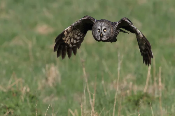 Great Grey Owl Strix Nebulosa Sweden — Stock Photo, Image