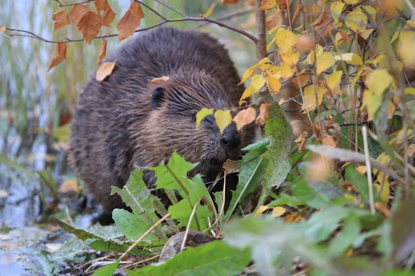 Beaver Norte Americano Castor Canadensis Comendo Alaska Eua — Fotografia de Stock