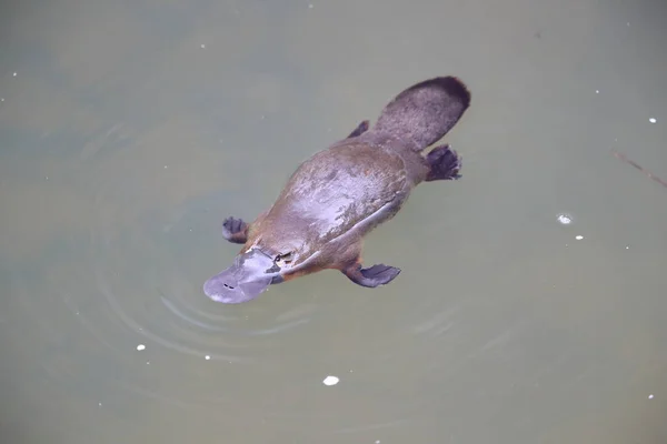 澳大利亚昆士兰州Eungella国家公园的一条小河中漂浮的鸭嘴兽 — 图库照片