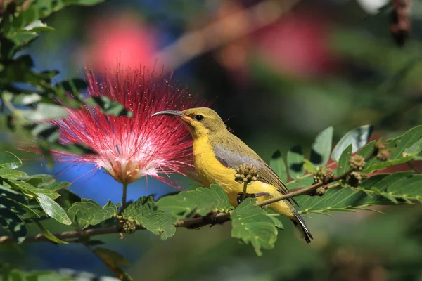Sunbird Cinnyris Jugularis Daintree Rainforest Queensland Australia — Foto de Stock