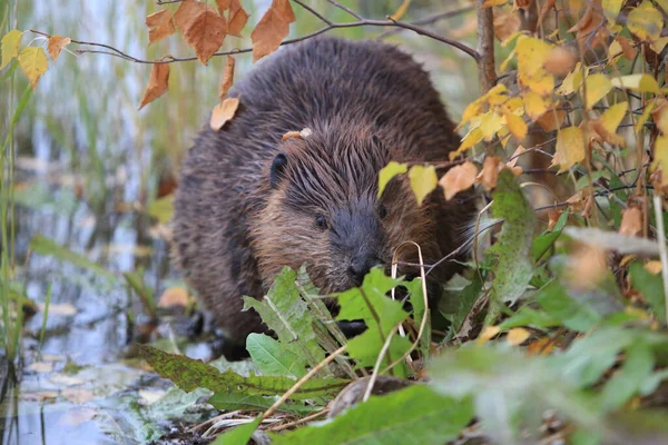 Beaver Norte Americano Castor Canadensis Comendo Alaska Eua — Fotografia de Stock