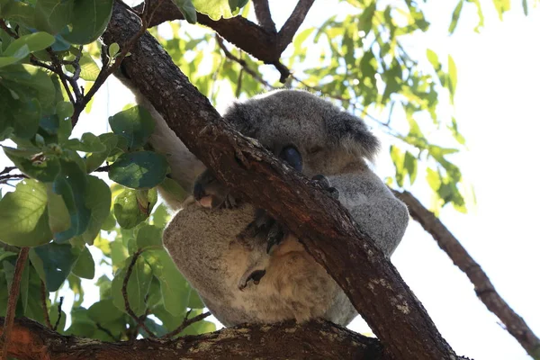 Dziecko Koala Matka Siedzą Drzewie Gumy Wyspie Magnetycznej Australia — Zdjęcie stockowe