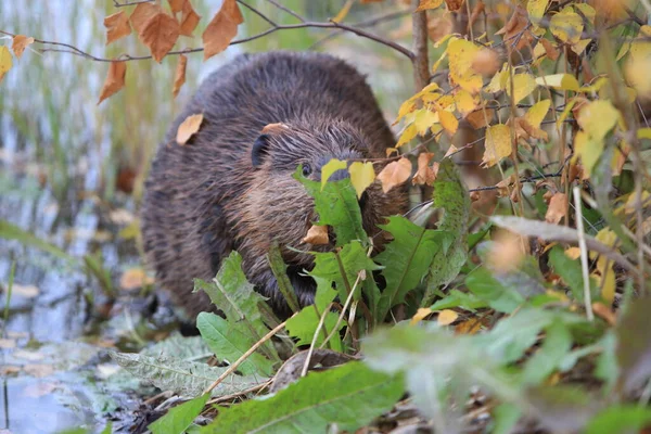 Kuzey Amerika Kunduzu Castor Canadensis Yemek Alaska Abd — Stok fotoğraf