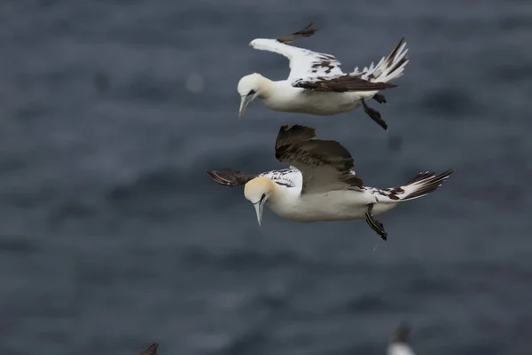 Nördliche Gannet Morus Bassanus Insel Runde Norwegen — Stockfoto