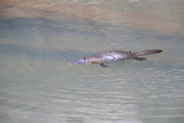 Ornithorynque Flottant Dans Ruisseau Parc National Eungella Queensland Australie — Photo